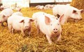 电商采购获养殖企业认可，惠农网猪苗交易额同比上升1250%
