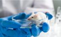 人类有望活到120岁？科学家将老鼠寿命延长23%且不易患癌
