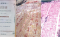 艺术人生 情系中华-纪念著名篆刻家荆鸿先生｜荆鸿艺术馆