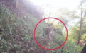 第3只豹子仍不见踪迹，杭州民间搜救队：偷跑上山的鸭子都找到了