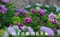 最不像西北的“牡丹之乡”，在甘肃