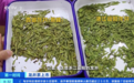 一斤龙井卖3万多元！同一产地，价格竟差1倍！究竟差在哪儿？