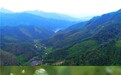 广西永福正宗罗汉果 助力乡村产业振兴