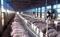 豆蕊米集团：四川首单生猪期货实物交割圆满完成
