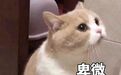 拿晚晚当案例、让粉丝学半藏，撩汉教母背地却疯狂倒贴？