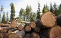 加拿大洪水抑制物流 木材期货价格涨至近半年来新高