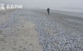 智利海滩惊现成千上万死鱼 水中检测出叶绿素