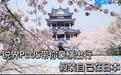 假装自己在日本 锐界PLUS带你看樱花怒放