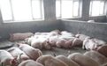 逃出“引进退化”死循环 畜禽种业如何“出圈”