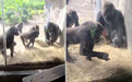 美国大猩猩发现围栏里有条小蛇 围成一堆扔着玩
