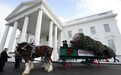 白宫为圣诞树点灯花费14万美元 被批铺张浪费