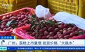 【 #荔枝价格大跳水# #荔枝两元一斤#】荔枝刚...