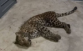 杭州野生动物世界“瞒豹”，只认“金钱”不识“豹”？
