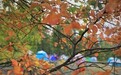 11张照片里遇见哈巴河