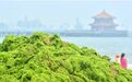 浒苔围城风云