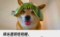 一只宠物狗 靠睡觉带货百万