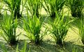 韭菜壮阳，有没有科学依据？