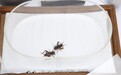 美媒走进斗蟋蟀的世界：称重精确到0.01克，一只可卖近400美元