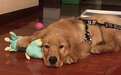 金毛犬之死背后的宠物托运乱象：空运改陆运 违规“代办”检疫证
