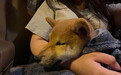 遭理发店老板拔牙虐待的柴犬被领养，正在医院接受免疫隔离