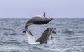 英国宽吻海豚跃出水面秀惊人弹跳力 空中腾跃姿态万千