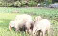 云南野生象群“暴走”400公里一路横行谁来赔？村民回应