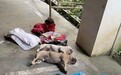 贵州10只宠物犬小区内接连蹊跷暴亡 疑似被投毒杀害警方已介入