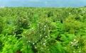 贵州盘州：千亩油茶获丰收 生态种植助农致富