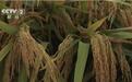 湖南衡南：第三代杂交水稻双季亩产再创世界纪录