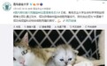 全国高校首例克隆猫在青岛农业大学降生，取名“平安”