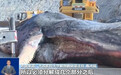渤海首现搁浅抹香鲸：长近18米重近40吨 尸体将被塑化成标本
