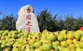 春季如何养肺，建议常吃四种食物，或可以清肺利咽 