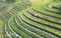 贵州大方：古镇梯田景如画