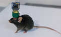 中国首款动物无线脑机接口芯片亮相上交会，9月有望投入商用