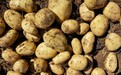 叮咚买菜独家上线“轻食土豆”，一周销量增长34倍