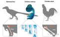 科学家正在尝试将鸡变回恐龙