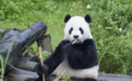 大熊猫“团团”离世 马英九办公室发文哀悼