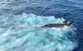 中美在南海上演“打捞竞赛”？中国有机会打捞F-35C吗？