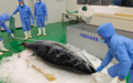 一条“金枪鱼王”将亮相进博会：体长超3米，捕捞自地中海