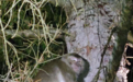 美国逃跑的实验猴子被找到：3只被安乐死 未解释原因
