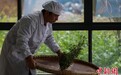 【图片故事】“95后”制茶师与千年“云雾贡茶”