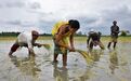 印度少雨令全球粮食供应面临新威胁 大米或是下一个暴涨农产品
