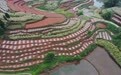 宜宾叙州：“高粱+”复合种植助农增收