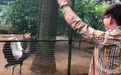 南宁动物园多种动物意外走红：鹤与人共舞 长臂猿与游客赛跑