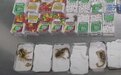 20只梅萨鬃尾蝎藏于糖果盒内 被上海海关查获