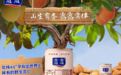 国货之光，经典低糖杏仁露为何如此受欢迎？这篇文章为您讲清楚