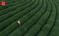 中旦一亩茶园福鼎白茶:管控田间地头，做让老百姓喝得起的放心茶
