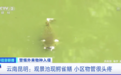昆明一小区也出现“怪鱼”！当地已成立专家组进行调查，小区物业：它出现后，池塘里的鱼虾都消失了