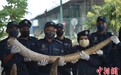 马来西亚史上最大象牙走私案 一颗象牙需要3人托起