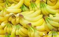《食史百味》本是园林珍稀果，竟助美帝侵美洲：美国香蕉贸易背后的罪恶